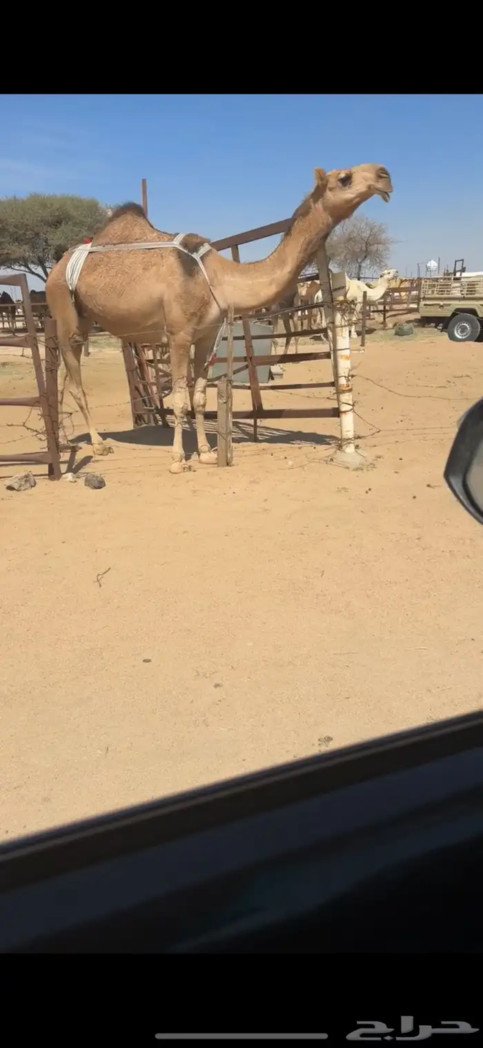 ضروبه حمراء 0