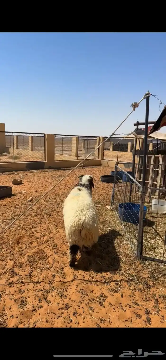 خرفان نعيم 4