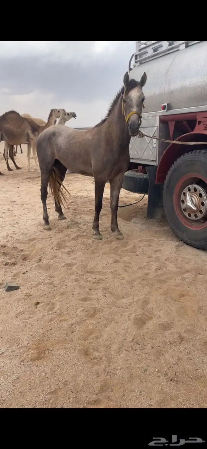 حصان عمره 3 سنين حار جدا  طوله 6 بلكات ونص لونه ازرق شعبي 0