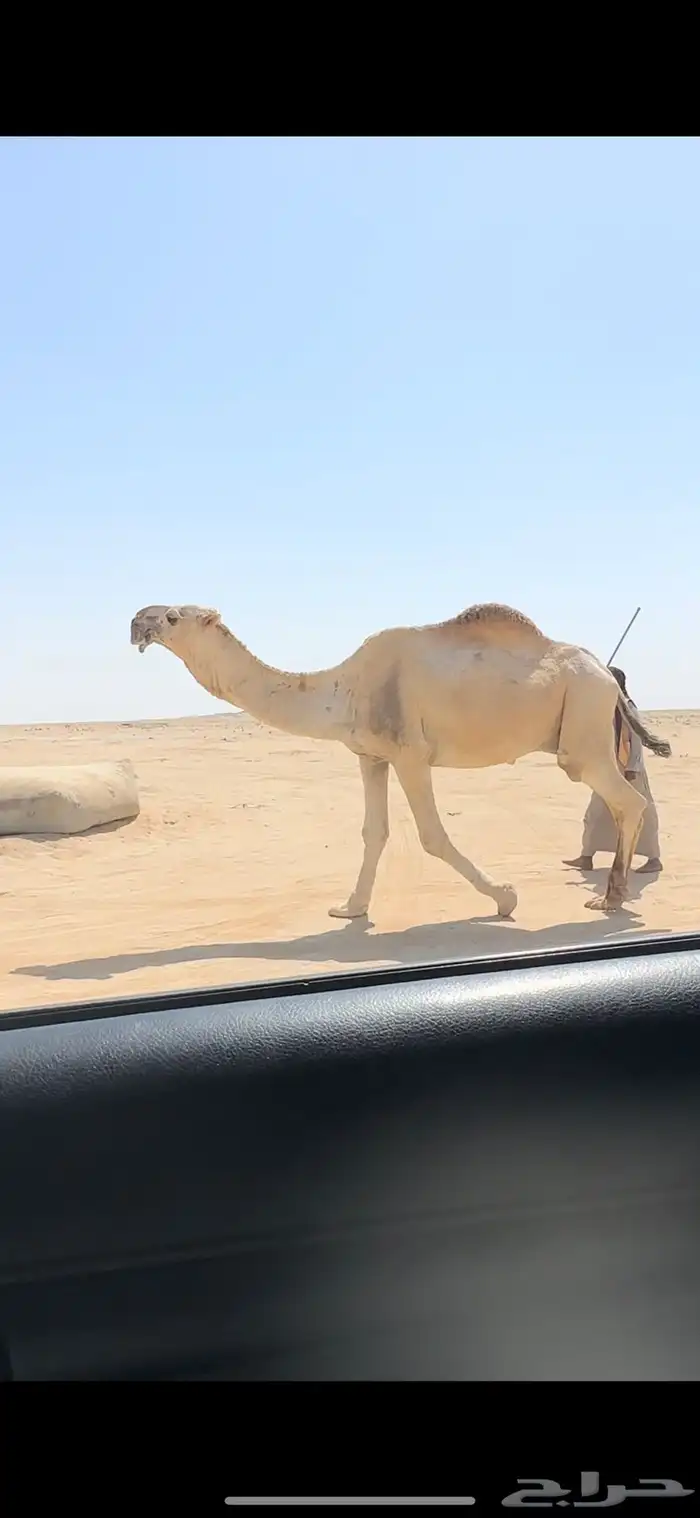 لقحات. تم البيع 4