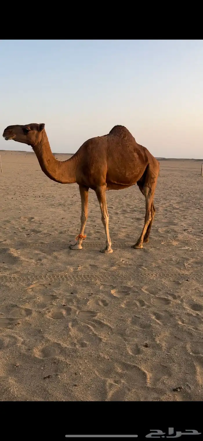 نياق حمر مبيوع عيالها. تم البيع 0