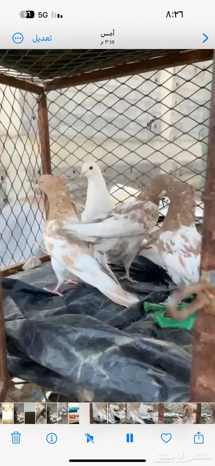 حمام كفوو 3