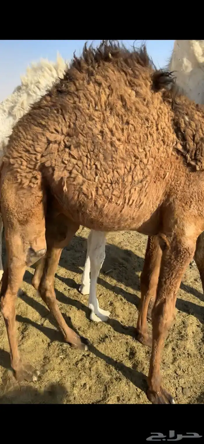 قعود على حليب امه 0