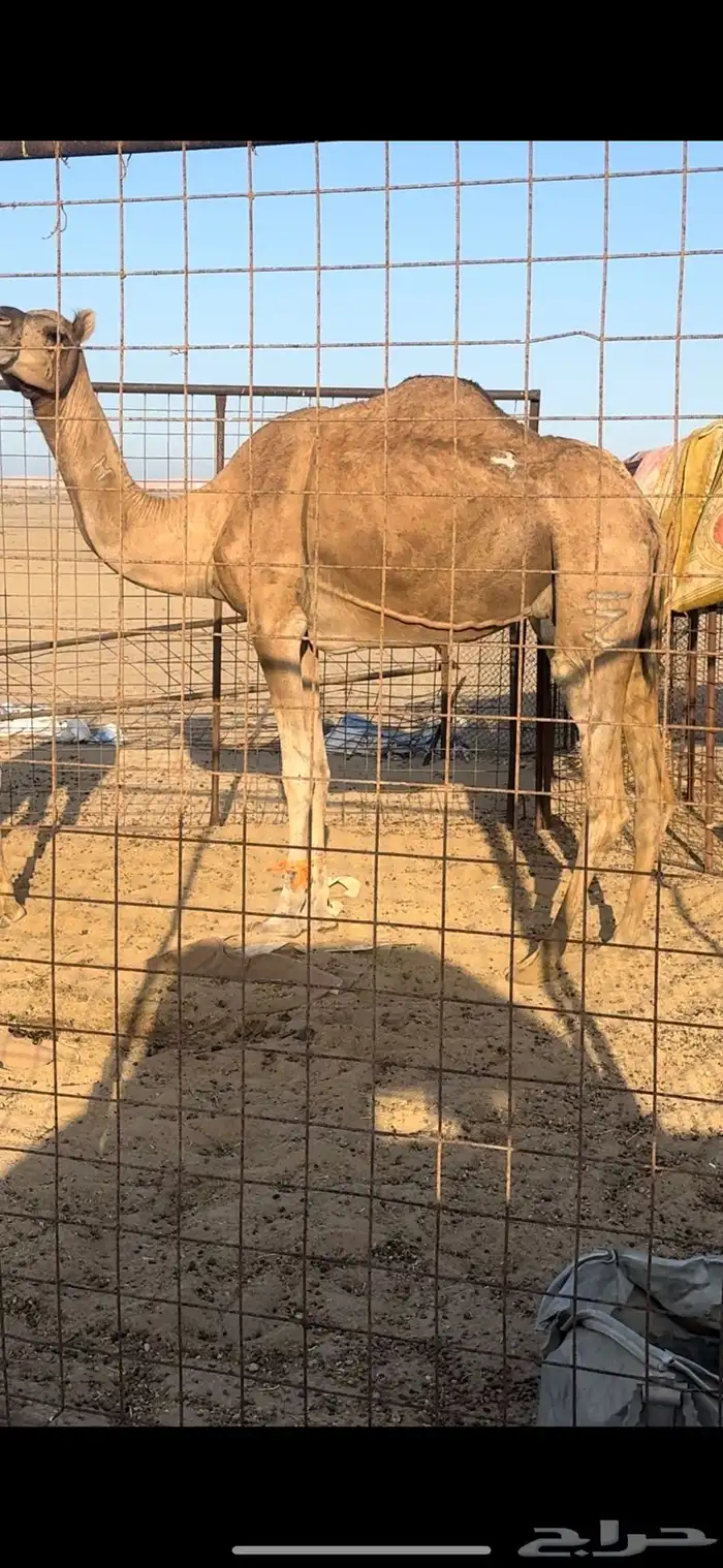 نياق حمر مبيوع عيالها. تم البيع 2