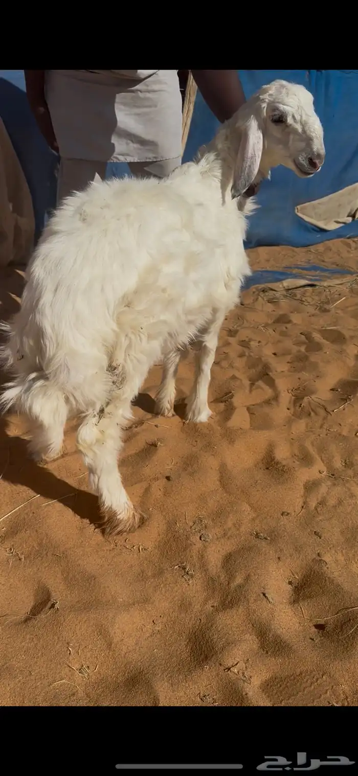 طليان طيبه حري العمر5شهور والنجدي ابيض عمره ونص يوجدفديو 1