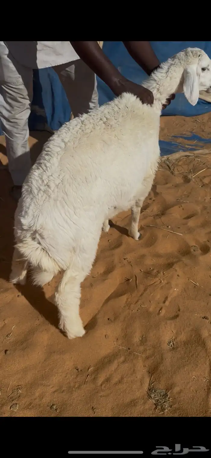 طليان طيبه حري العمر5شهور والنجدي ابيض عمره ونص يوجدفديو 0