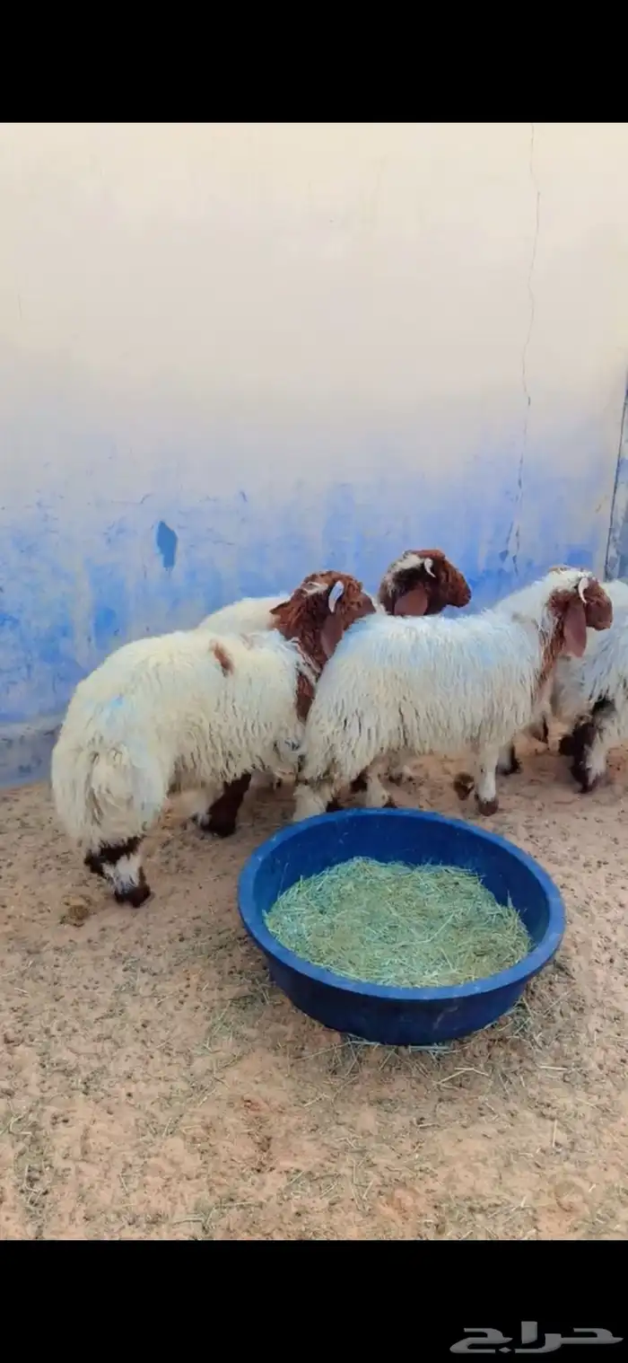 طليان نعيم الريآض حي الشفآء آي مكان نوصل فيه ذبح باقي آثنين 0