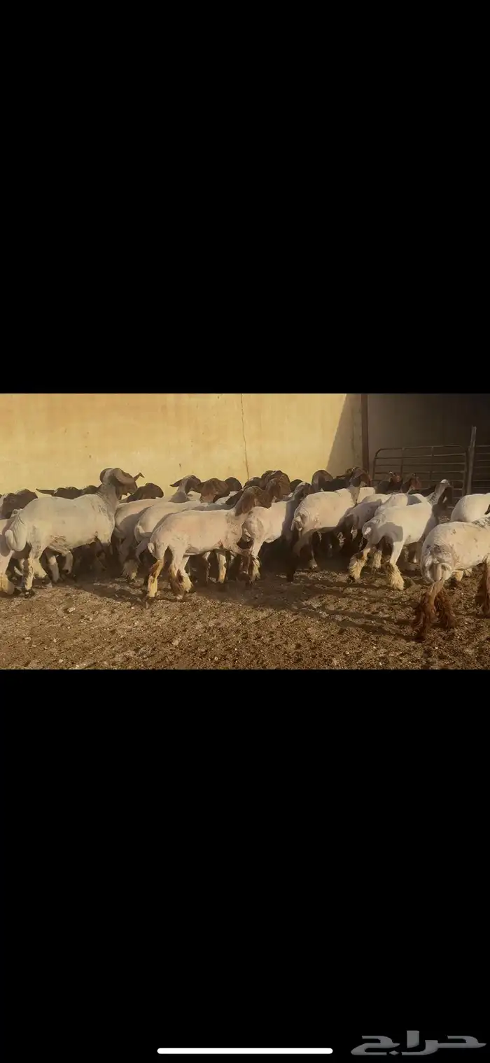 جذعات نعيم طيبه 8