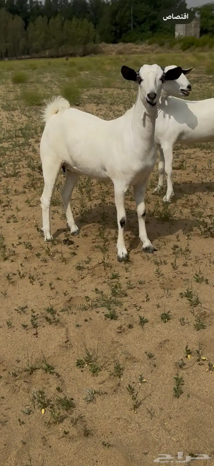 جفار بيشيه 1