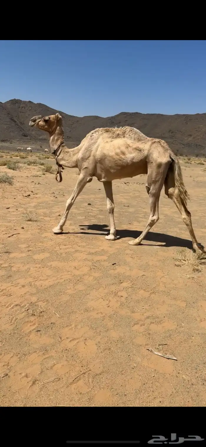رحول للبيع شرط سليمت العذاريب تمشي مع السياره وتقاد طوع 0