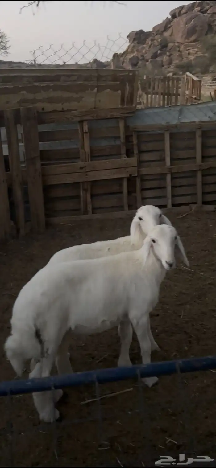 بهم حري كفو شحم 0