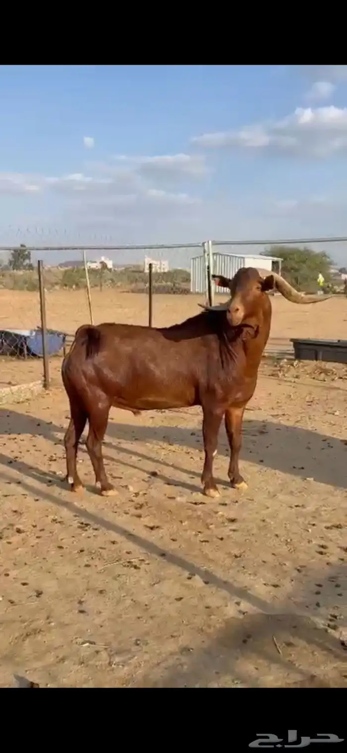 تيس فحل جامع مشروط 1