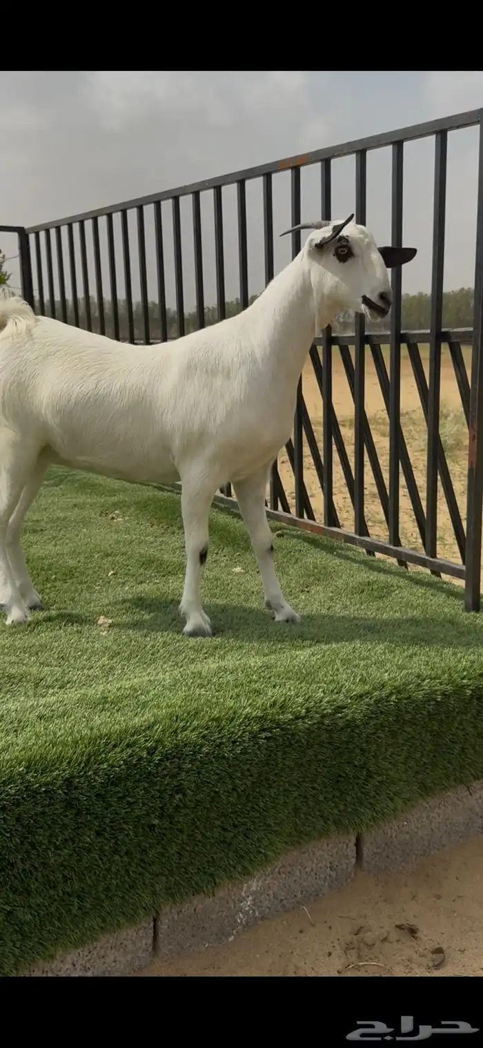 جفار بيشيه 0