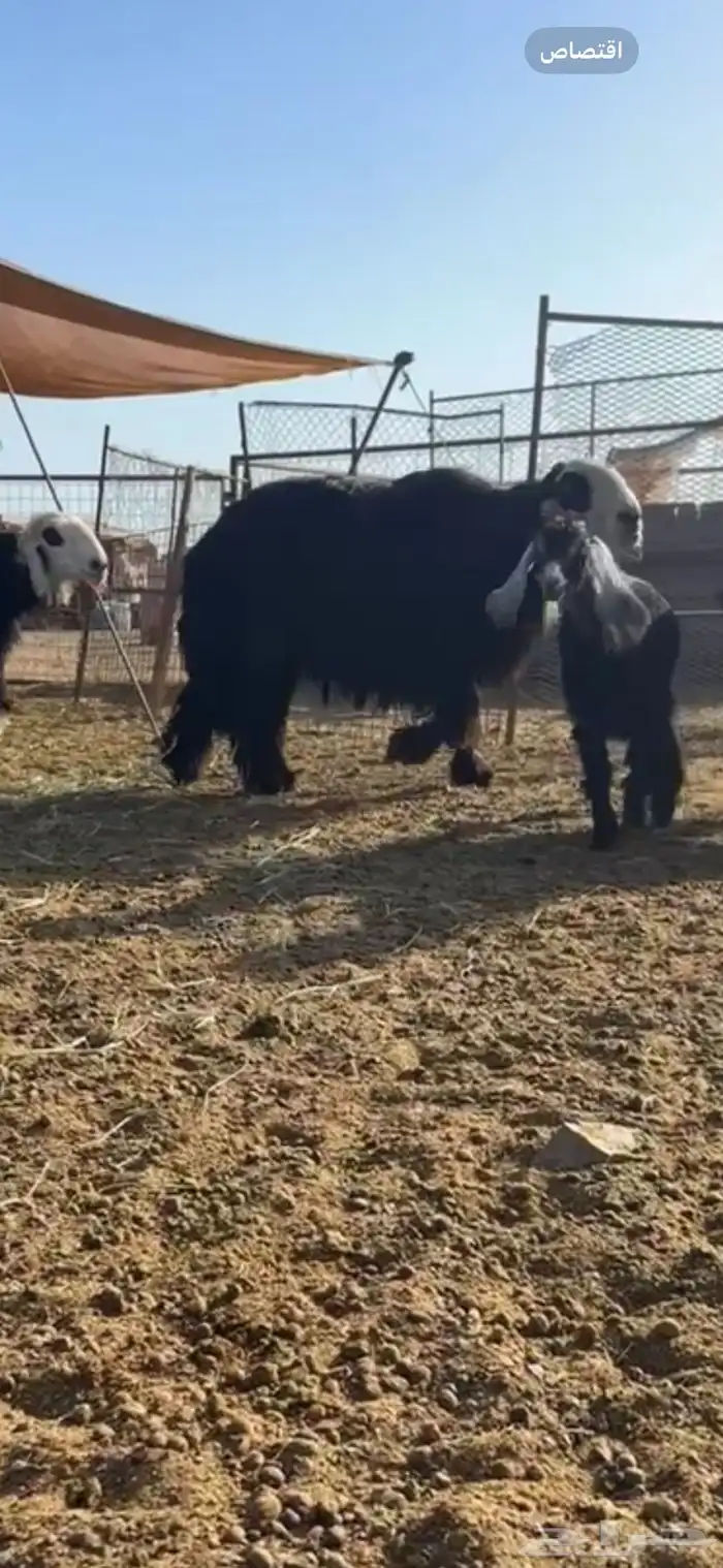 خروف نجدي غير مشروط 0