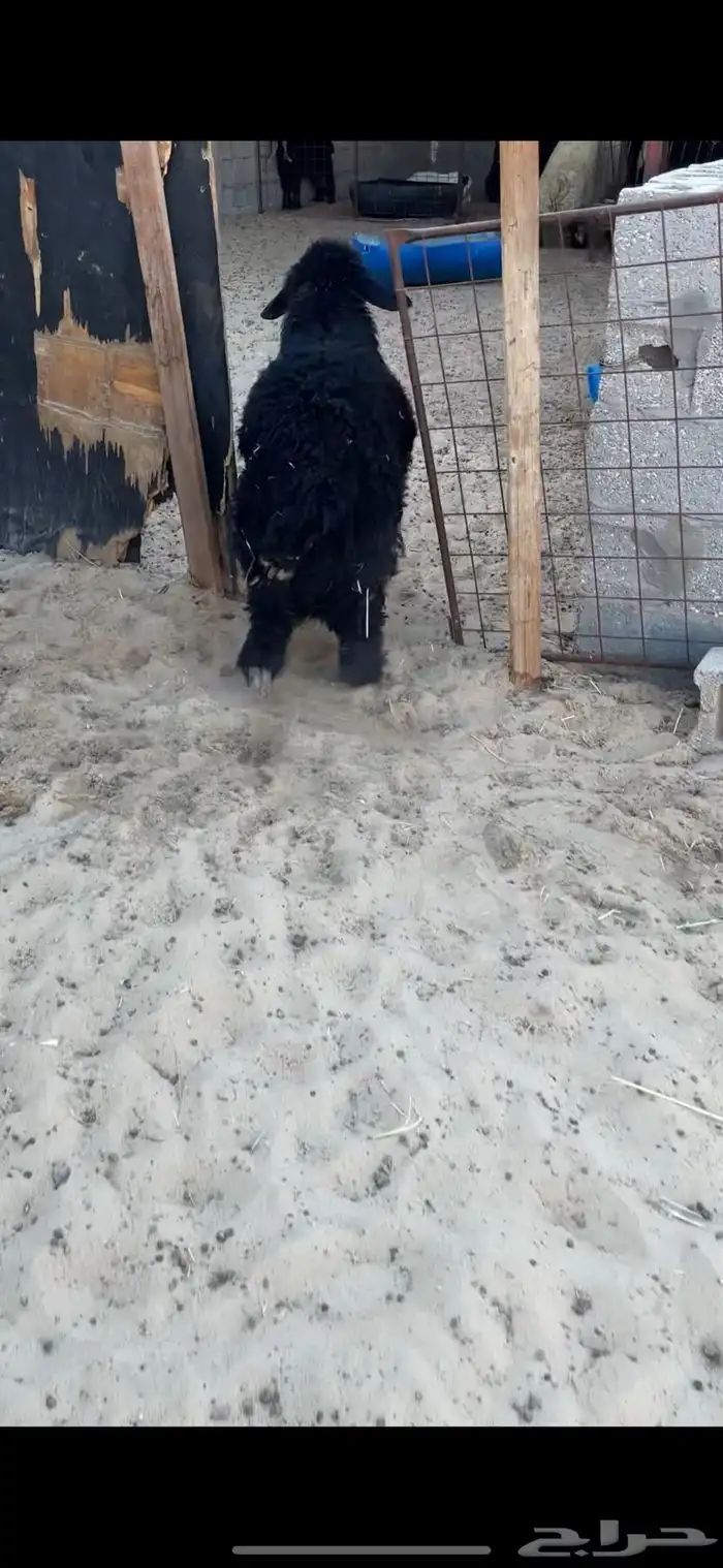 خروف عربي 1