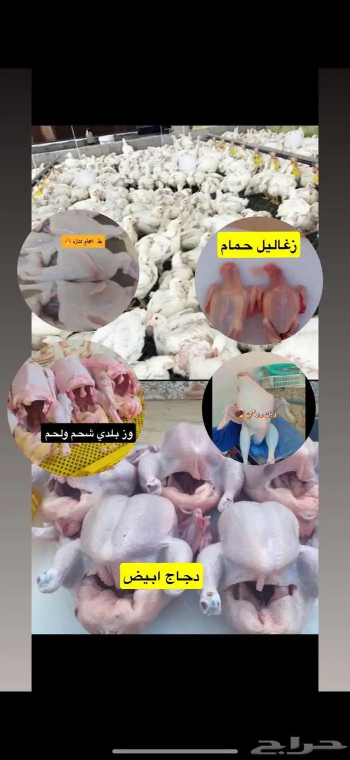 فروج لاحم ذبح 0