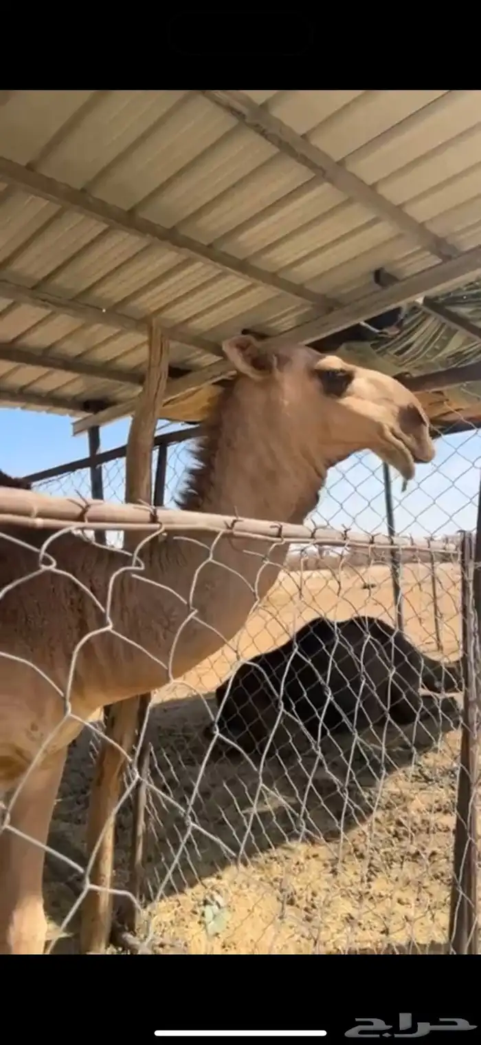 للبيع على السوم 1