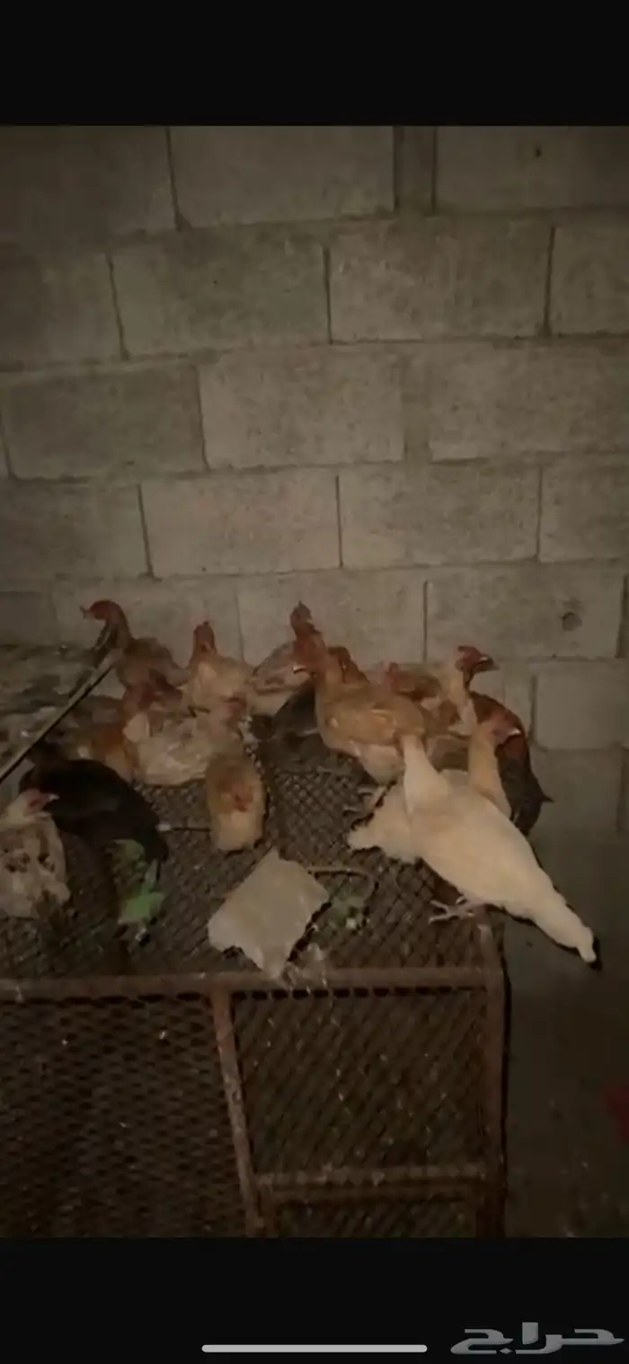 دجاج بلدي للبيع 3