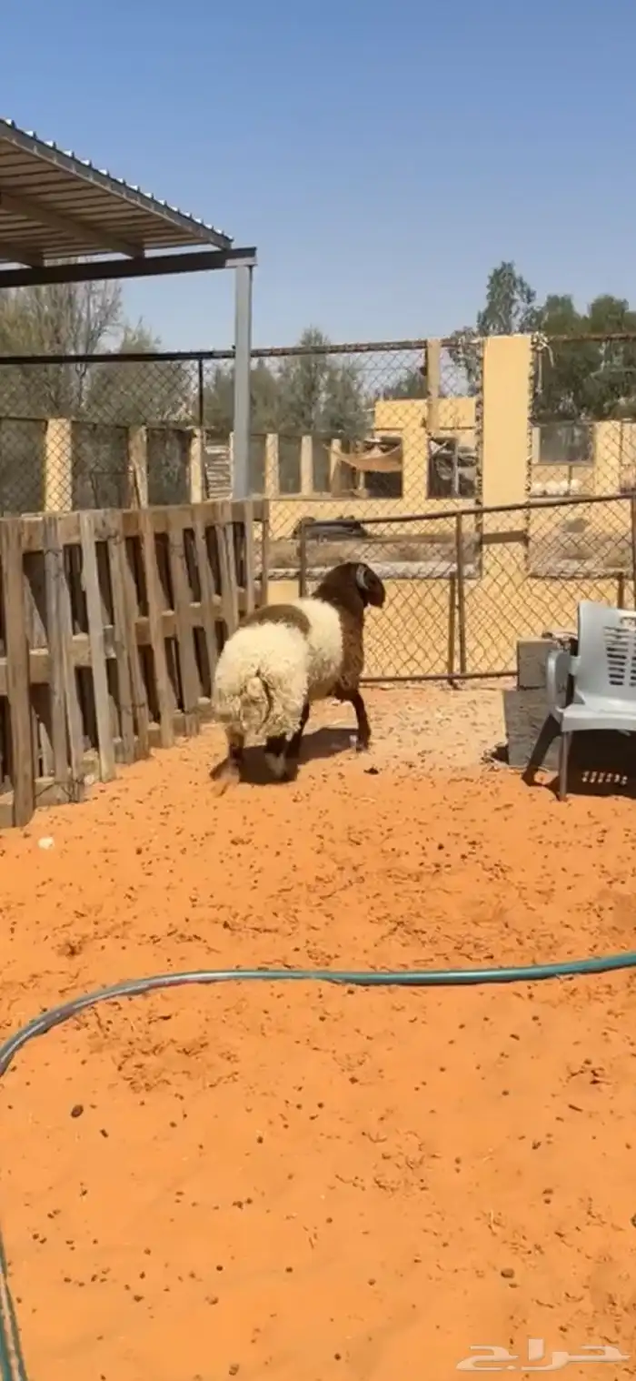 خرفان نعيم 3