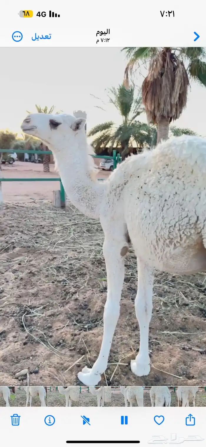 للبيع قعود عمره 6 شهور 5