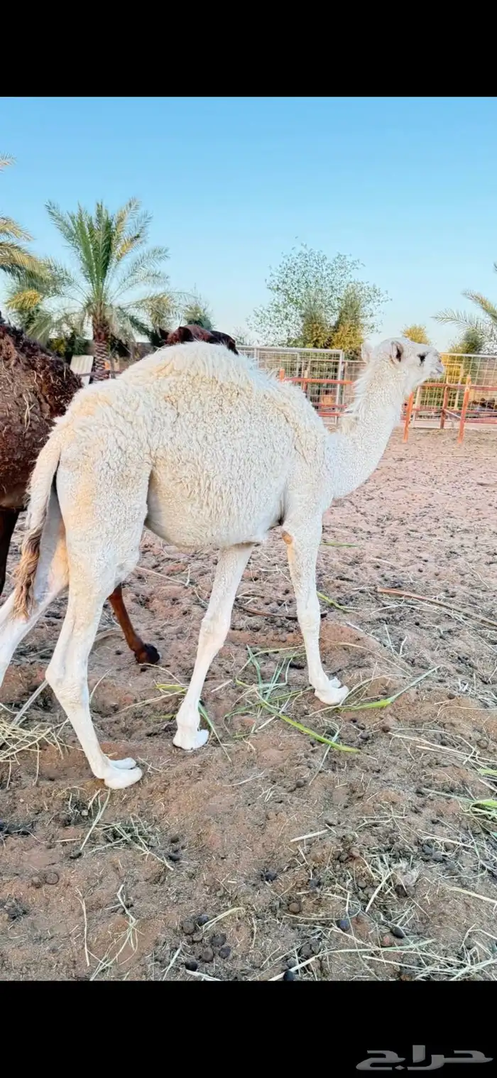 للبيع قعود عمره 6 شهور 0