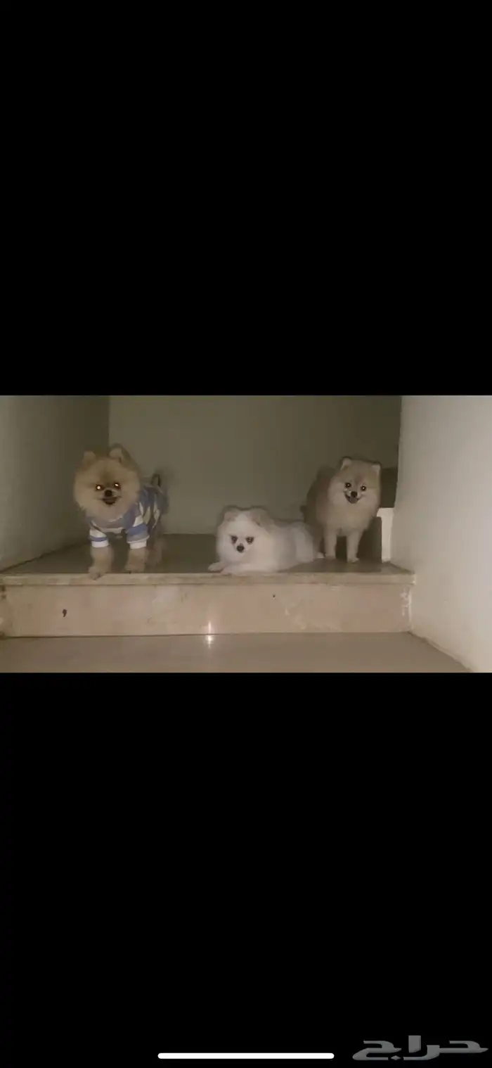 فندقة كلاب منزليه 3