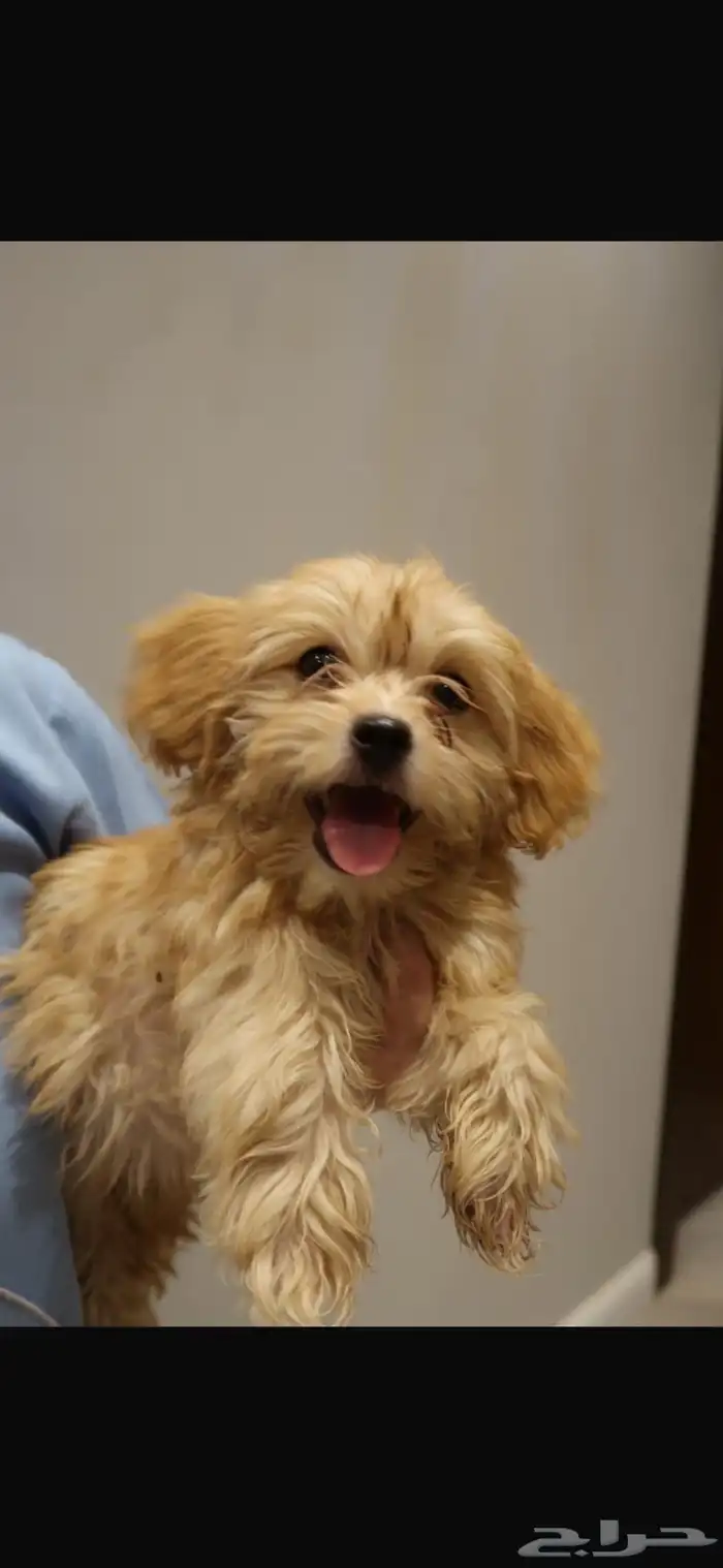 كلاب مالتيبو maltipoo puppy 6