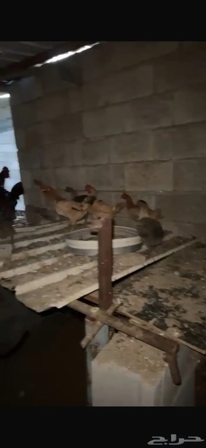 دجاج بلدي للبيع 0