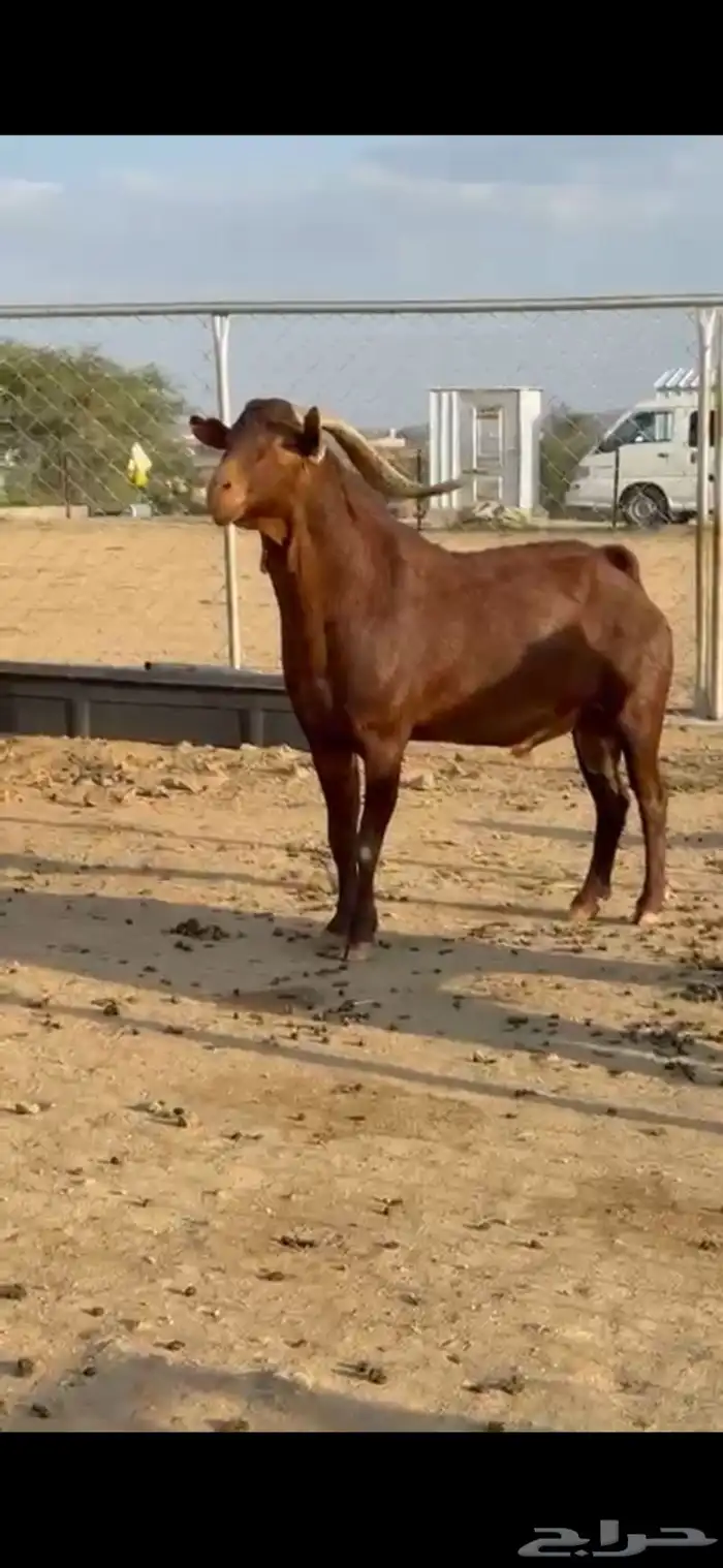 تيس فحل جامع مشروط 0