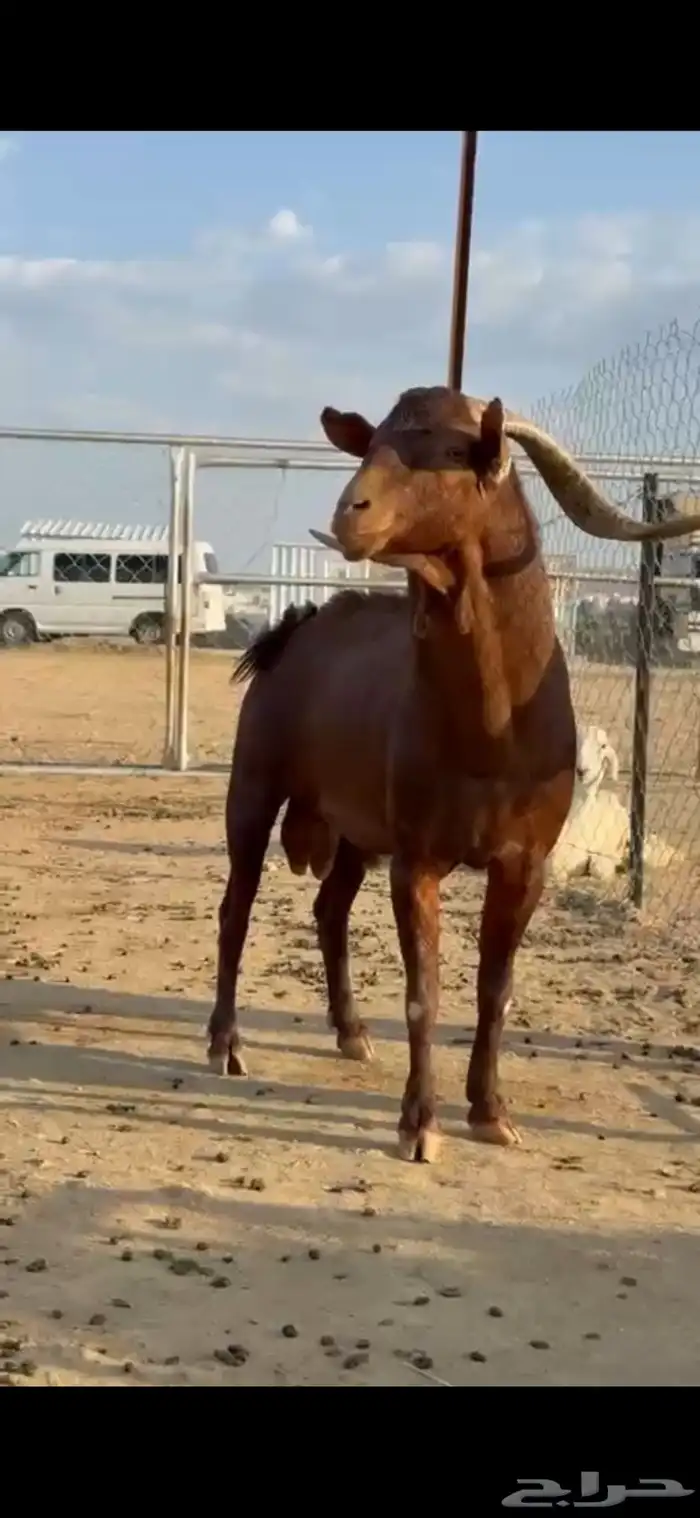 تيس فحل جامع مشروط 2