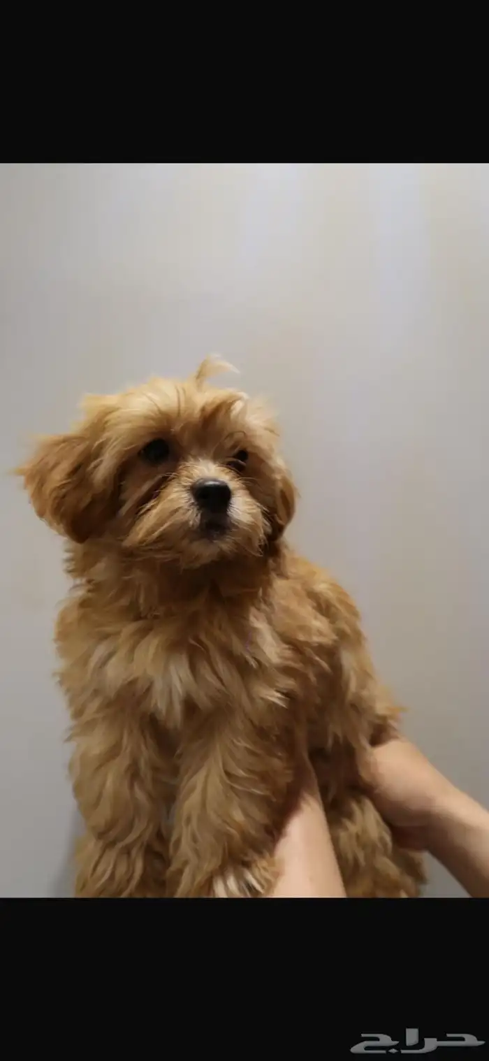 كلاب مالتيبو maltipoo puppy 0