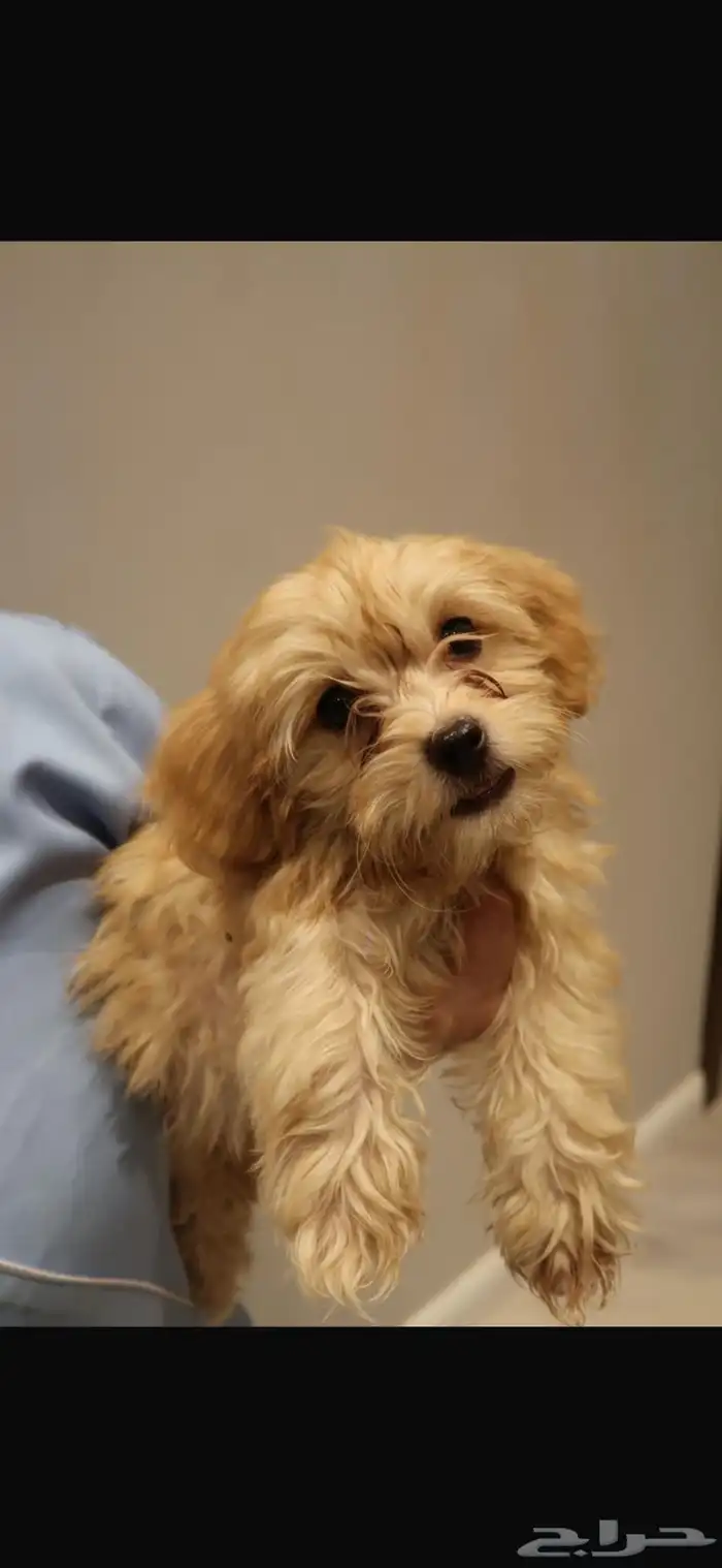 كلاب مالتيبو maltipoo puppy 5