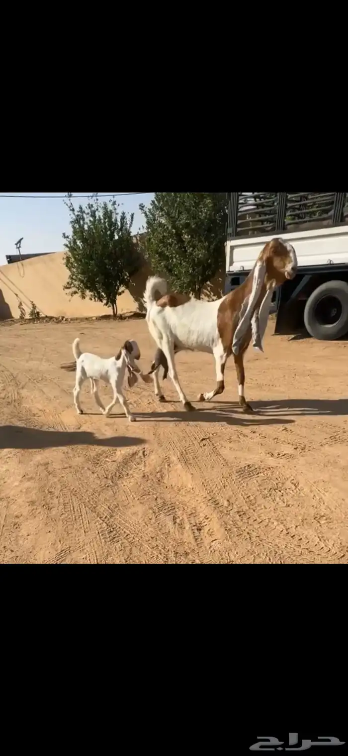 عنز هولنديه نادره 0