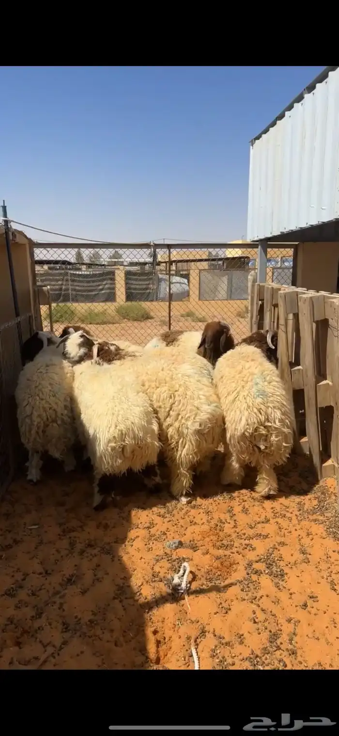 خرفان نعيم 2