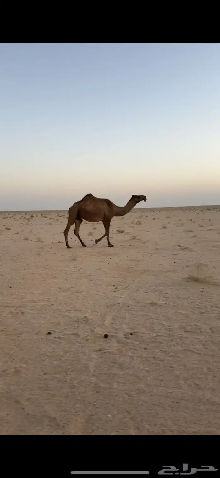 لقحة صفراء للبيع لها ثمان شهور فاللقاح على قعود دبياني كفو 0