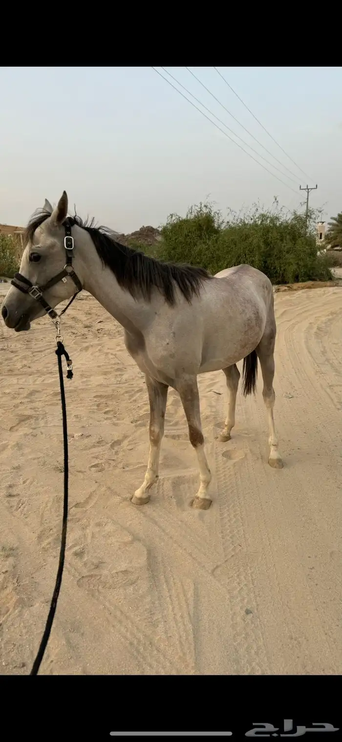 مهر 1