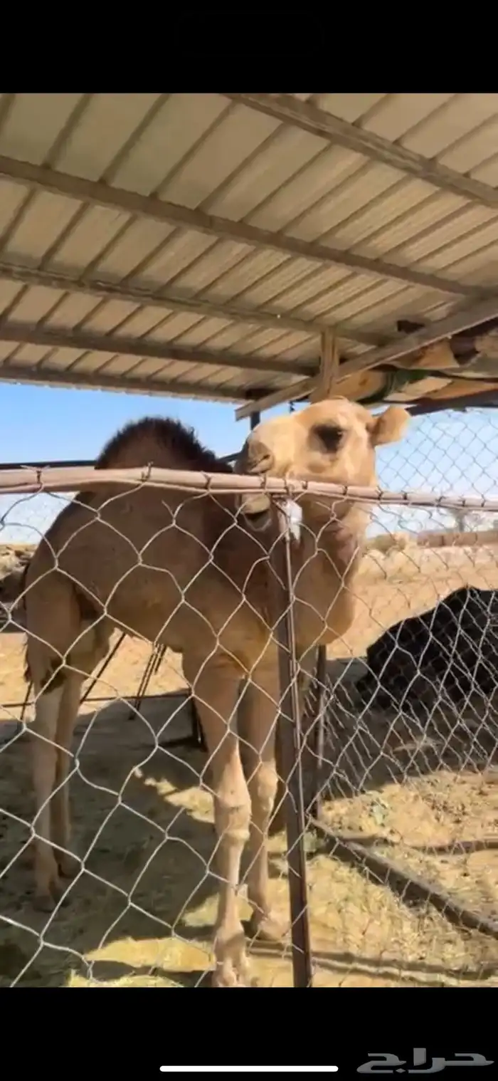 للبيع على السوم 2
