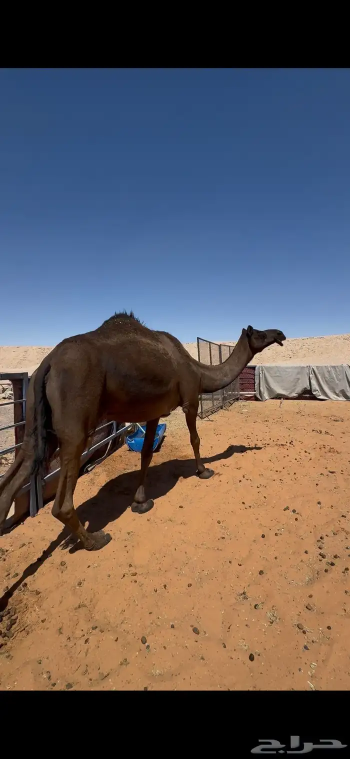 ضريبه مجهم طيبه نظيفه مسحوب ولدها قبل اسبوع 3