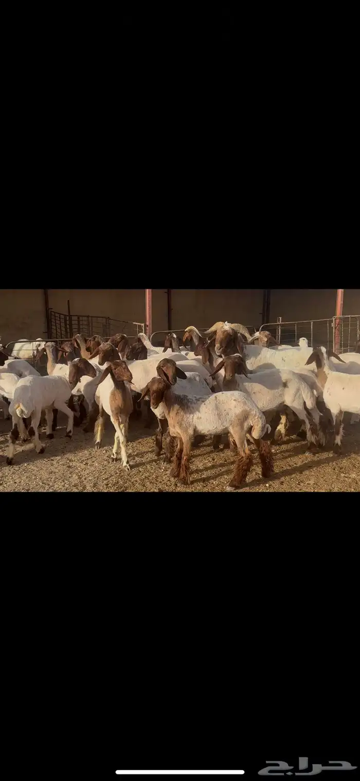 جذعات نعيم طيبه 6