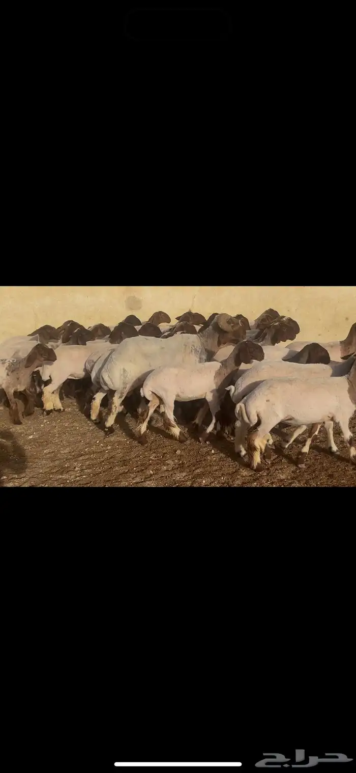 جذعات نعيم طيبه 2
