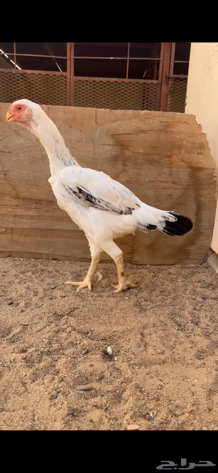 دجاجة فارسية للبيع ( تم البيع ) 1