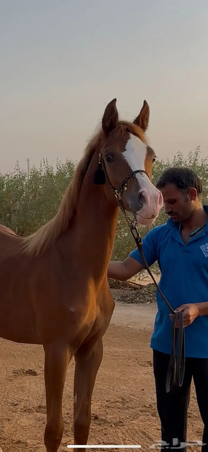 مهره واهو 0