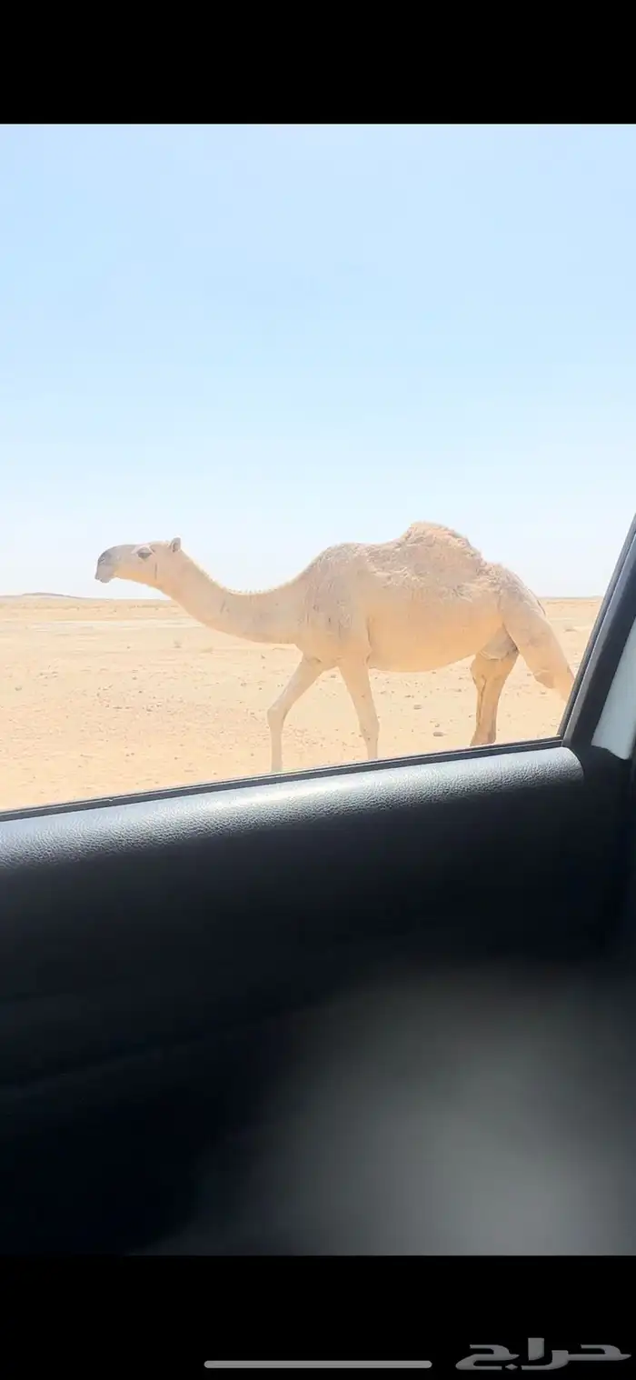 لقحات. تم البيع 3