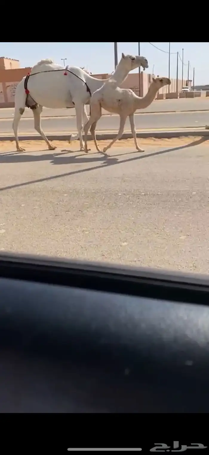عشرا وضحا باتليه حدرها بكره 1