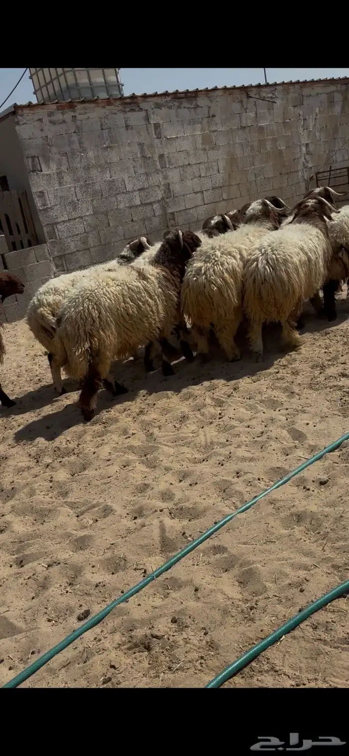 جذعان كناور طيبه 0