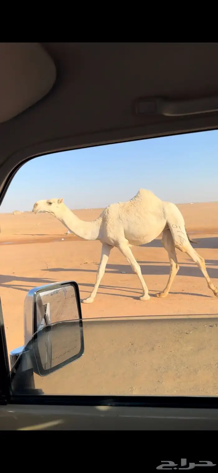 بكرى وضحى للبيع 0