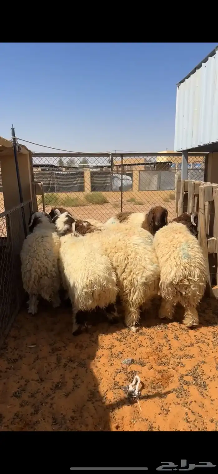خرفان نعيم 1