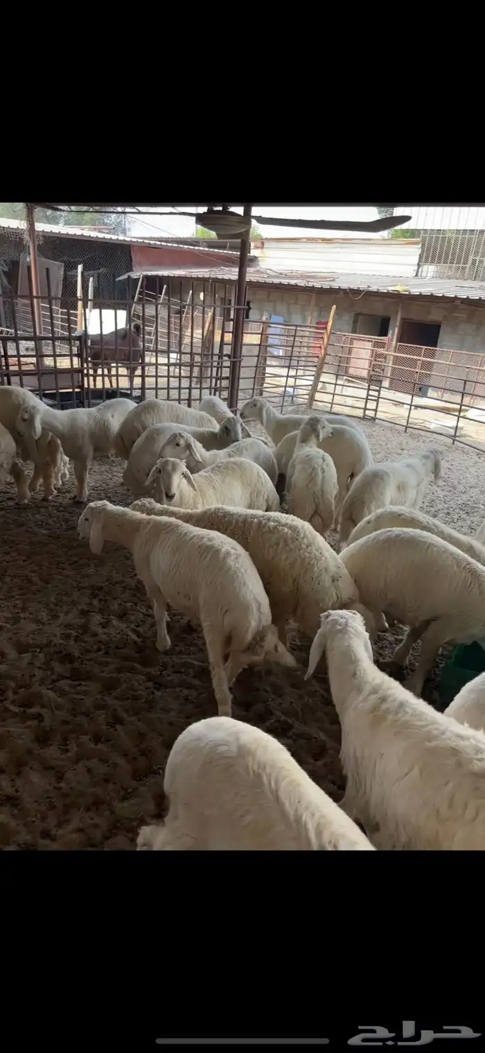 بهم حري خرفان 4