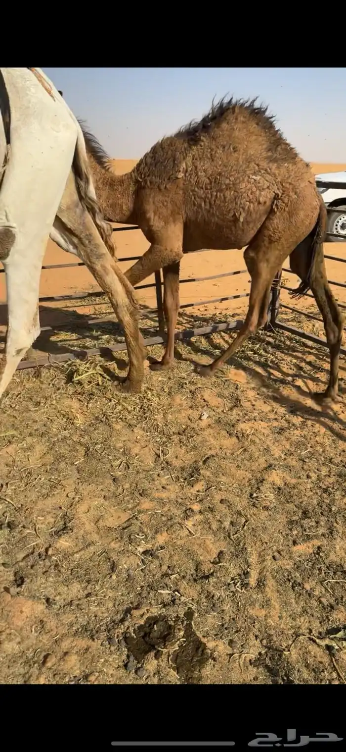 قعود على حليب امه 1
