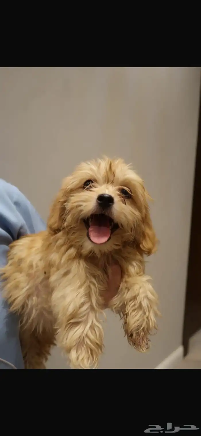 كلاب مالتيبو maltipoo puppy 7